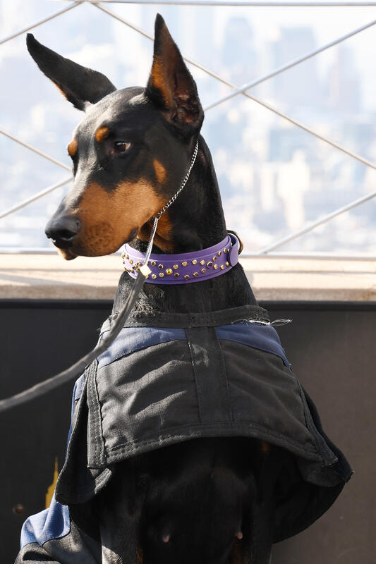 Penny the Doberman Pinscher visits the Empire State Building