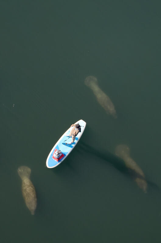 Record Population Of Manatees Gather In Crystal River, Florida