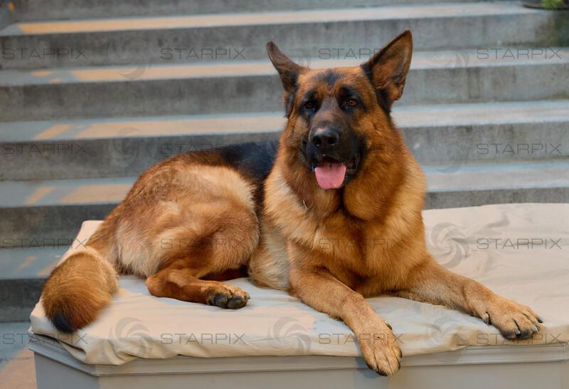 Copyright: Starpix / A. Tuma, 25.03.2026 Wien ,  Kommissar Rex ( Reginald von Ravenhorst VIII",  Hund, Schäferhund)    Ferdinand SEEBACHER , Portrait,  " Kommissar Rex " ermittelt wieder! Neue Fälle , neues Team . Präsentation in der Urania Wien
