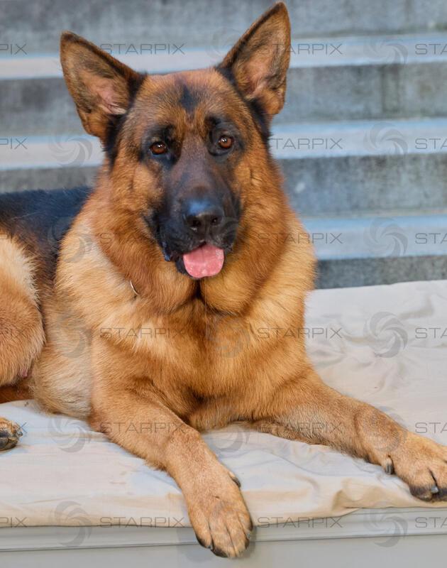 Copyright: Starpix / A. Tuma, 25.03.2026 Wien ,  Kommissar Rex ( Reginald von Ravenhorst VIII",  Hund, Schäferhund)    Ferdinand SEEBACHER , Portrait,  " Kommissar Rex " ermittelt wieder! Neue Fälle , neues Team . Präsentation in der Urania Wien