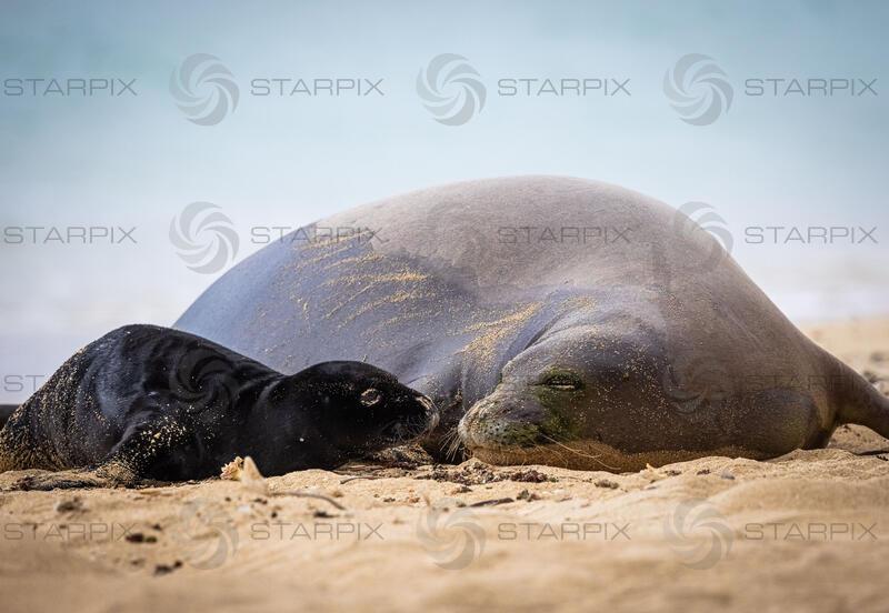 Hawaiian Monk seal gives birth on beach